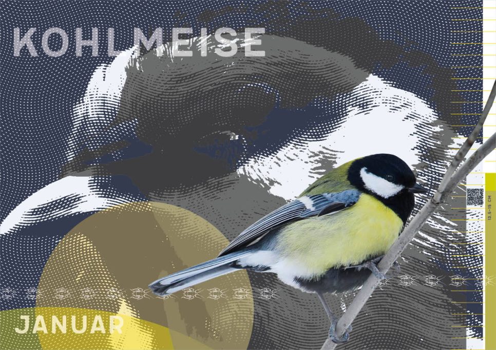 Kohlmeise